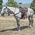 SADDLE