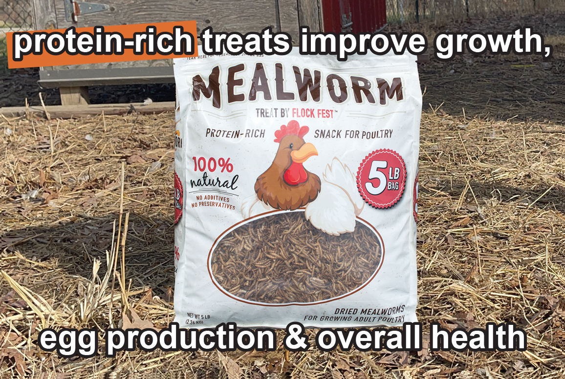 Add Protein to their diet with Dried Mealworms treats for Chickens & Geese